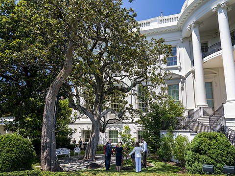 Malade, le magnolia historique de la Maison Blanche sera abattu