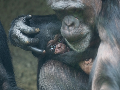 Naissance d'une petite femelle chimpanzé au zoo de Bâle