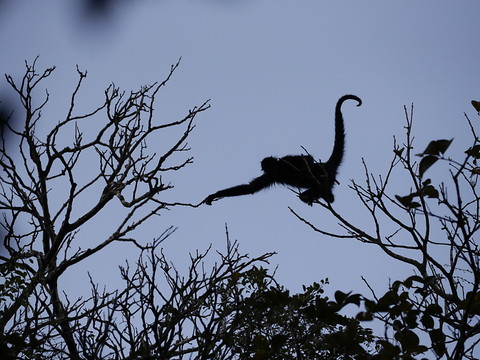 Les singes seront toujours plus doués pour le yodel que les humains