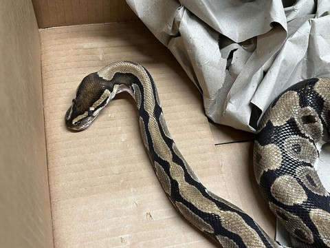 Python royal découvert mort sur un lieu de grillade à Rheinfelden