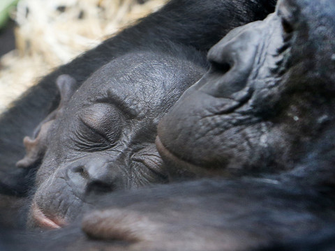 Le langage des bonobos pas si différent de celui des humains