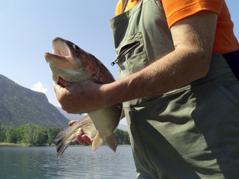 Lacs romands et PFAS: dépassement pour les truites et brochets