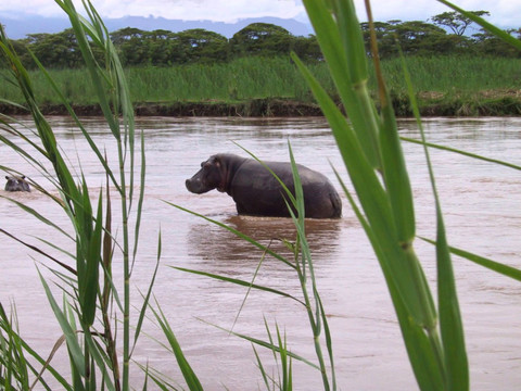 Une cinquantaine d'hippopotames victimes de la maladie du charbon en RDC