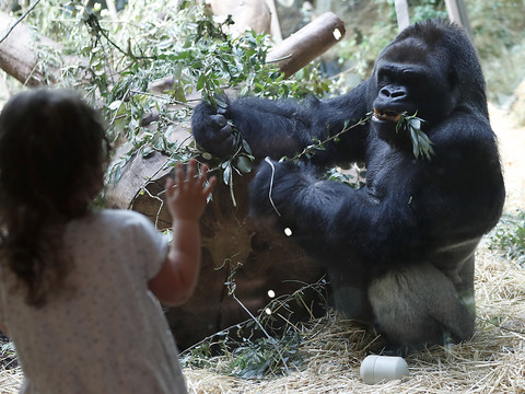 Le mâle dominant des gorilles du zoo de Zurich est mort