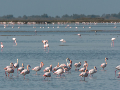 Nids de flamants roses détruits: société de production condamnée