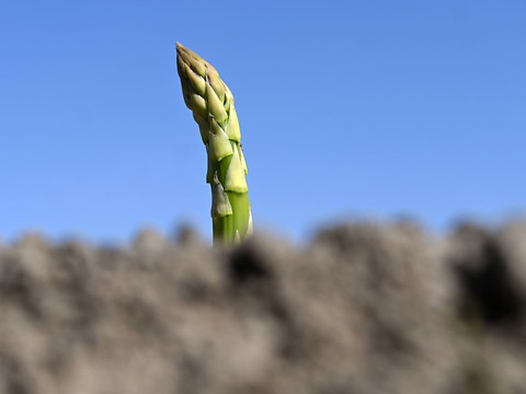 Récolte des premières asperges dans les champs suisses