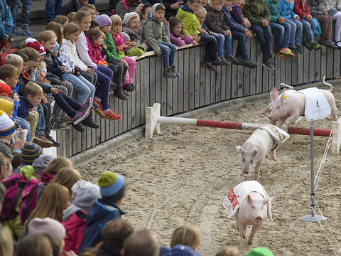 Les juges s'intéressent à la course de cochons de l'Olma