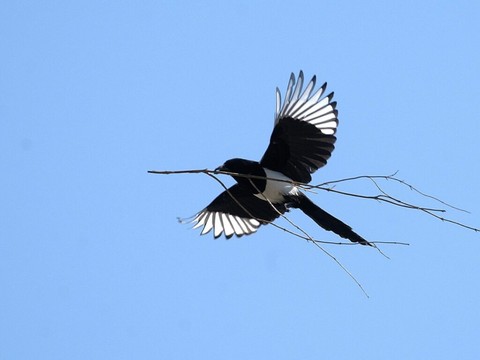 La pie se méfie de la nouveauté et les petits oiseaux en profitent