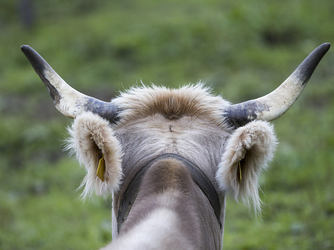 Pas de différence entre le lait de vaches avec ou sans cornes