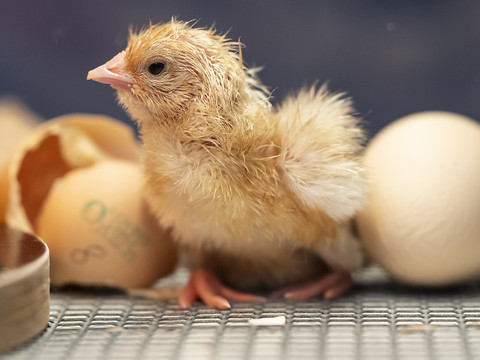 L'œuf était là bien avant les poules