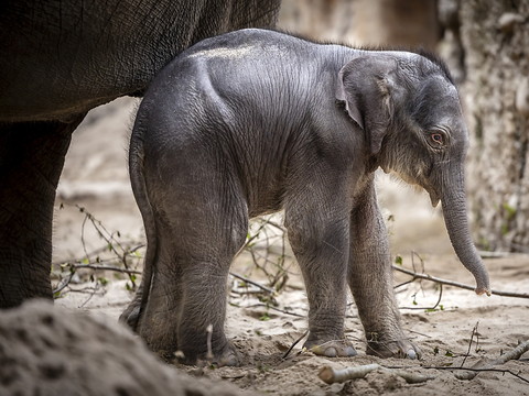 Un éléphanteau naît pour Pâques au zoo de Zurich