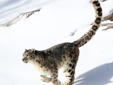 Népal: les panthères des neiges estimées à près de 400