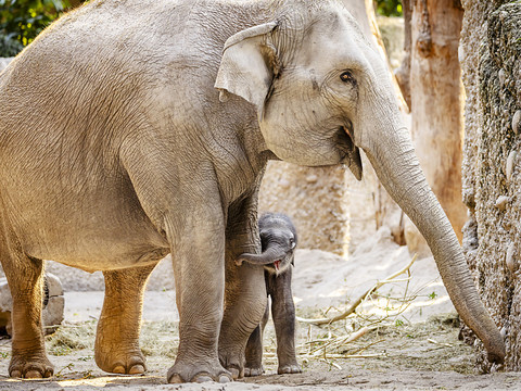Zoo de Zurich: Zali et sa mère se portent bien