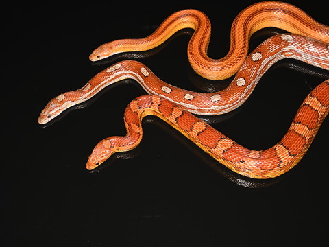 Un seul gène définit les motifs de la peau du serpent des blés