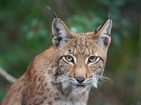 Variations inexpliquées dans la survie du lynx en Suisse (étude)