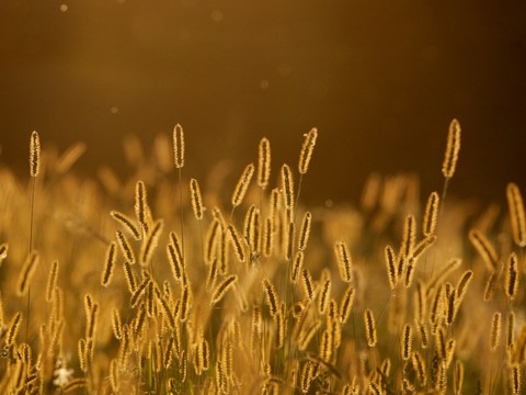 La haute saison des allergies au pollen a débuté
