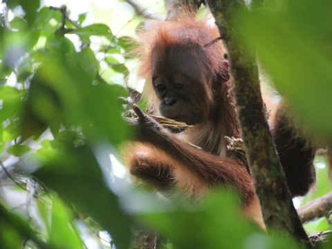 Les orangs-outans sauvages sont moins curieux que ceux des zoos