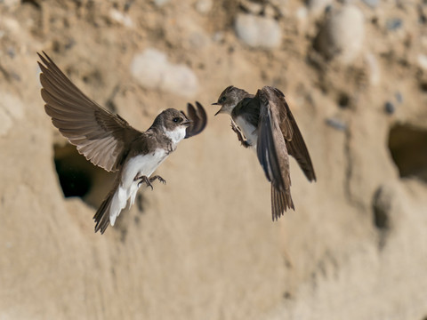 BirdLife appelle à préserver l'habitat de l'hirondelle de rivage
