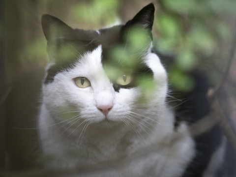 Les chats ne devraient pas être munis d'une puce électronique