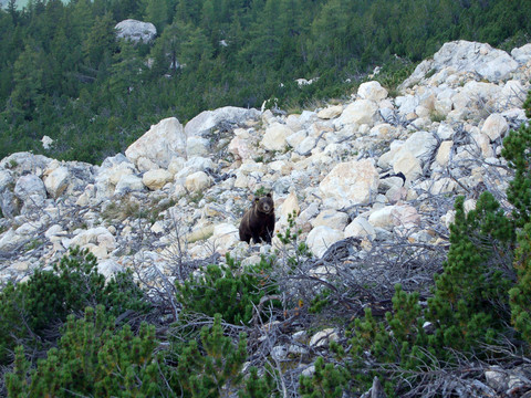 Traces d'un ours en Basse-Engadine (GR), fin avril