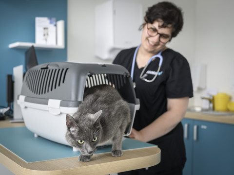 Pas de réglementation en matière d'euthanasie des animaux sains