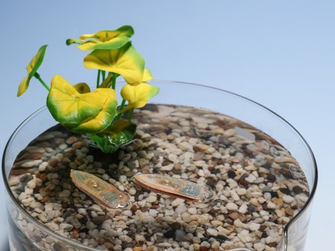EPFL: des robots aquatiques faits de nourriture pour poissons