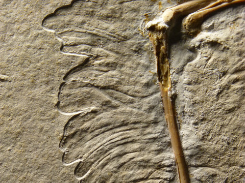 L'Archaeoptéryx possédait des plumes essentielles au vol