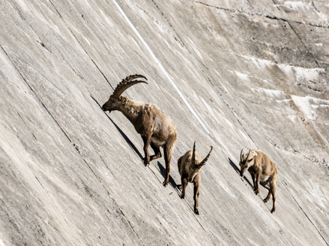 Barrage de Salanfe (VS): les bouquetins jouent les funambules