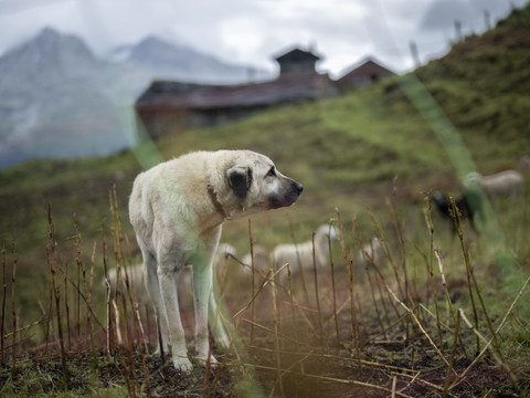 Loup: la Suisse à nouveau réprimandée par la Convention de Berne