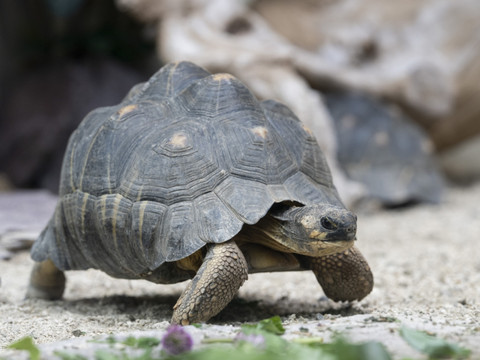 Trois espèces de tortues menacées sont arrivées au zoo de Zurich