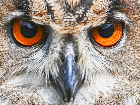 Chemins de fer: prévenir l'électrocution des grands oiseaux