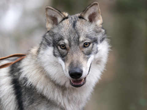 La croissance de la population de loups a pu être freinée en Suisse