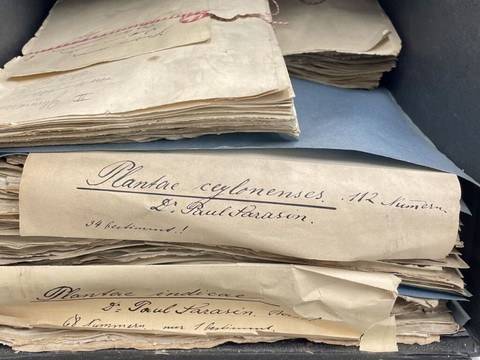 Découverte d'herbiers historiques à Bâle, 82 ans plus tard