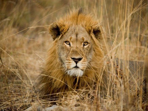 Un lion tue un touriste dans un lodge de safari en Namibie