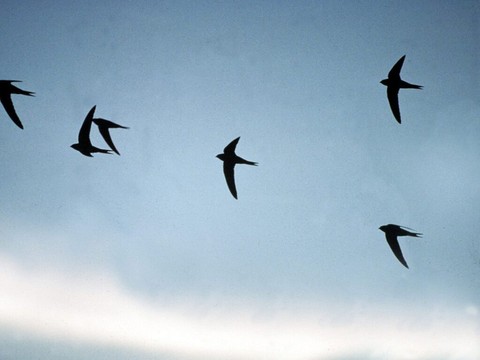 Un nid de martinet sur trois est pollué par du plastique