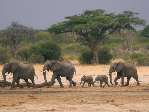Le Zimbabwe va abattre des éléphants et distribuer la viande