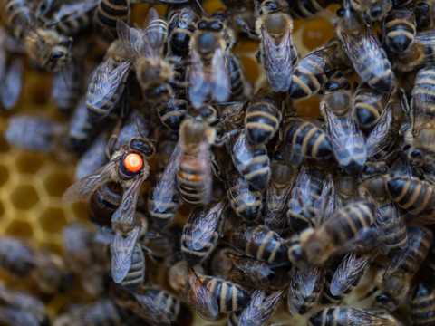 Une colonie d'abeilles suisse sur cinq n'a pas survécu à l'hiver