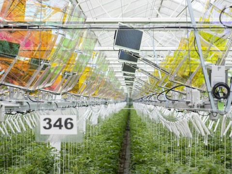 Installation solaire record dans une serre à tomates en Argovie