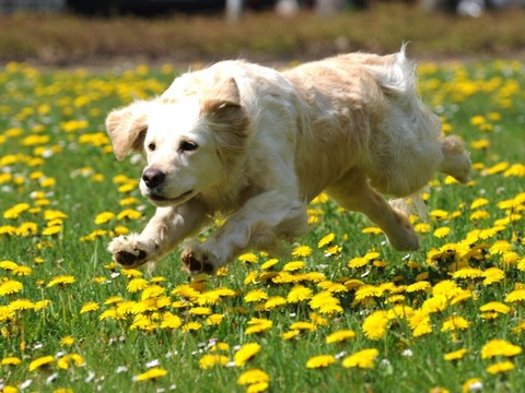 Iran: plusieurs villes interdisent de promener les chiens