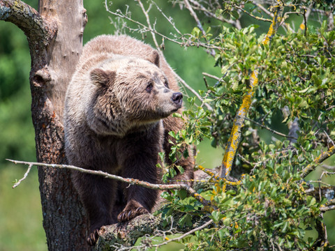 Grèce: mort d'un randonneur poussé dans un ravin par un ours