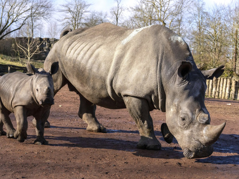 Soixante-dix rhinocéros blancs d'Afrique du Sud déplacés au Rwanda