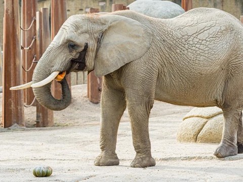 L'éléphante Heri est morte au zoo de Bâle à près de 50 ans