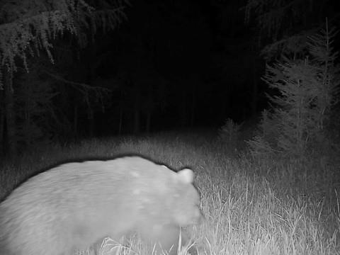Un ours fait un véritable tour des Grisons depuis la mi-mai