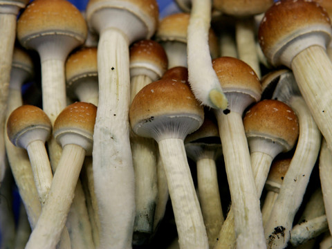 Nouvelle-Zélande: feu vert à l'usage médical des champignons hallucinogènes