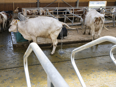 Inauguration des premières toilettes pour vaches à Hellbühl (LU)