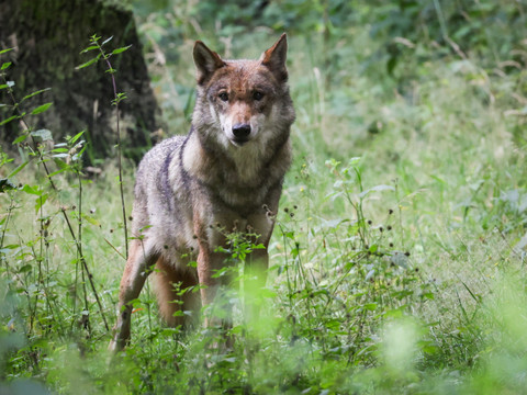 Le National veut effrayer les loups avec des munitions non létales