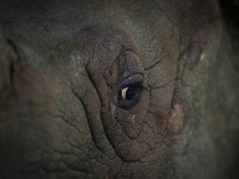 D'Afrique du Sud au Mozambique: 10 rhinocéros menacés déplacés