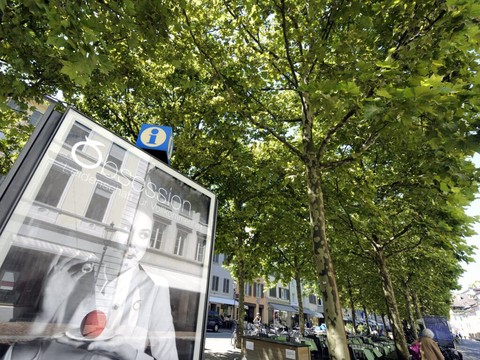 Les platanes urbains rafraîchissent l'air au-delà de 39 degrés