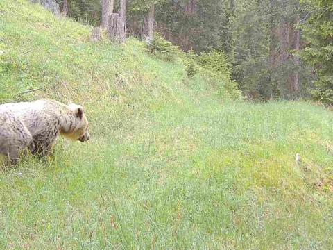 Un ours tue quatre moutons sur un alpage près de Scuol (GR)