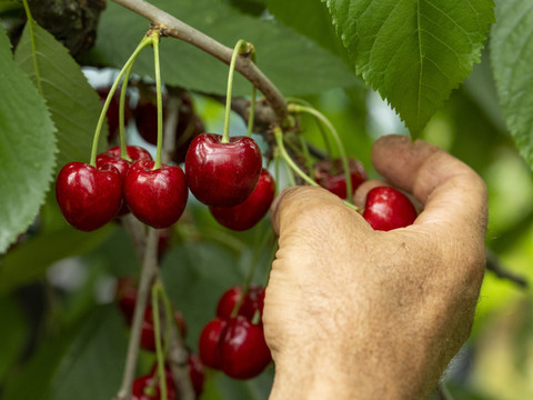 Près de 2400 tonnes de cerises vont être récoltées en Suisse
